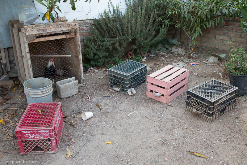 Improvised chicken pens