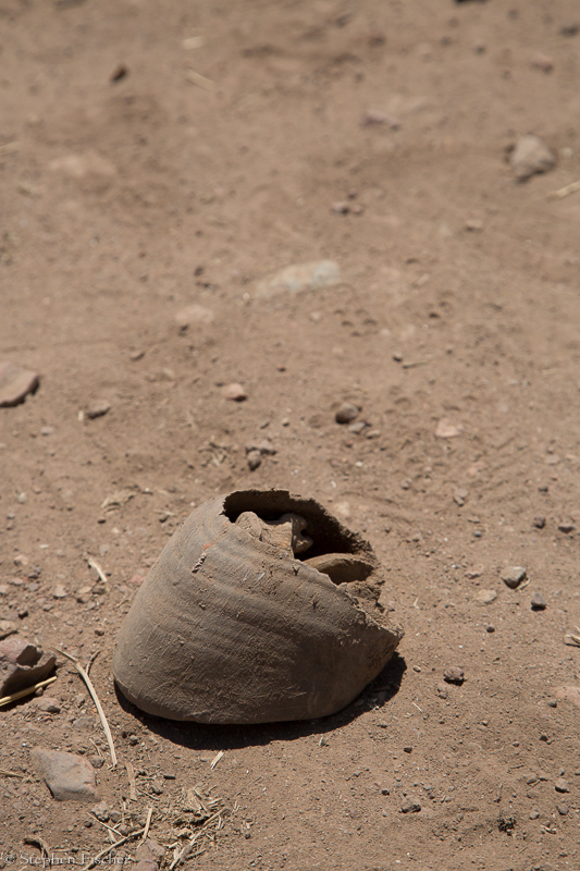 Horse hoof