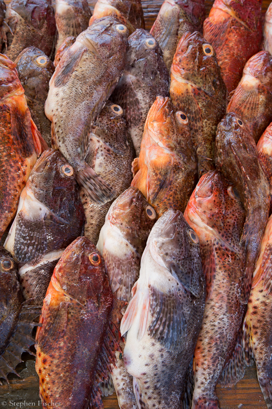Rockfish
