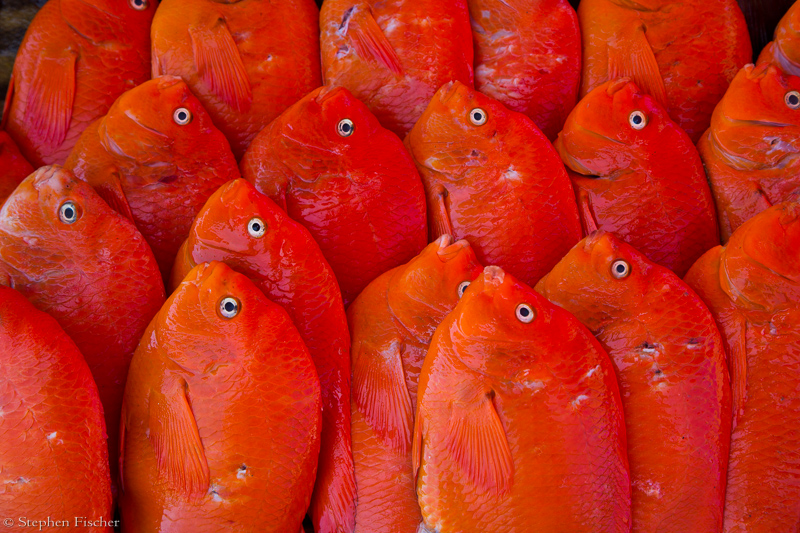 Garibaldi