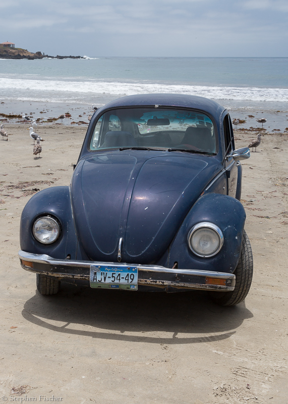 Beach bug