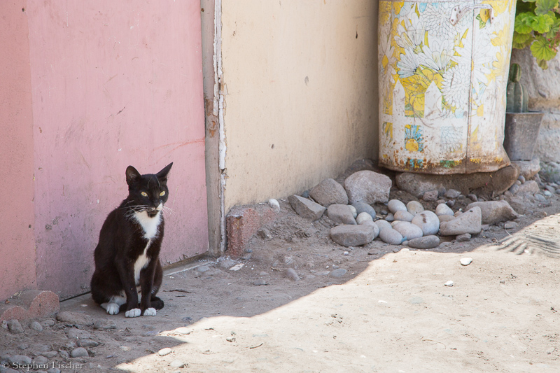 Popotla cat