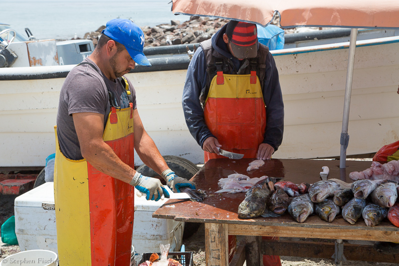 Filleting the catch