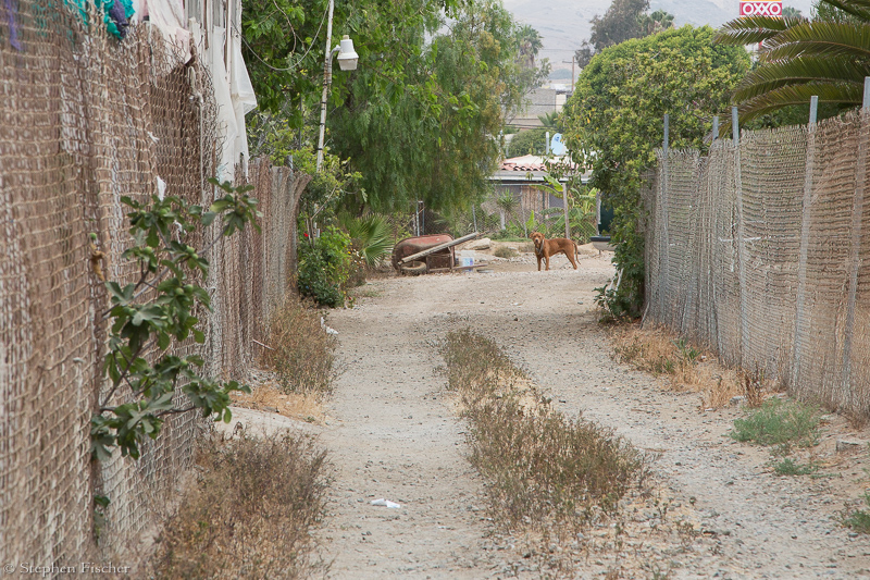 Lonely dog