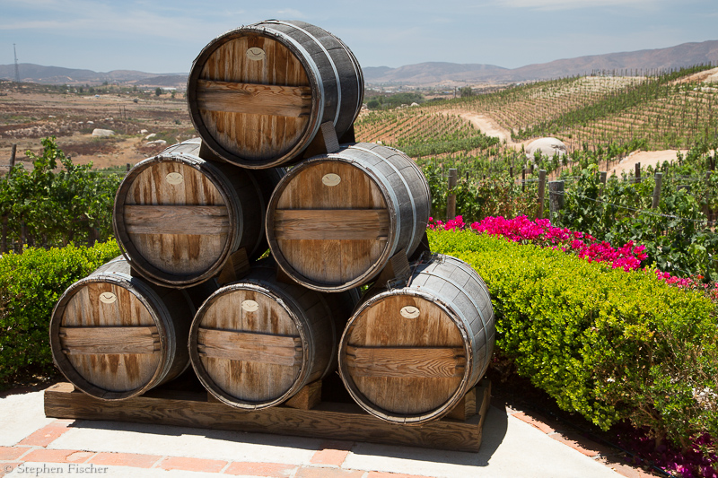 Gaudalupe valley vinyard