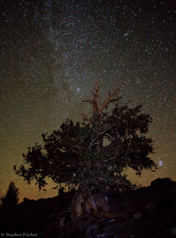 Bristlecone milkyway