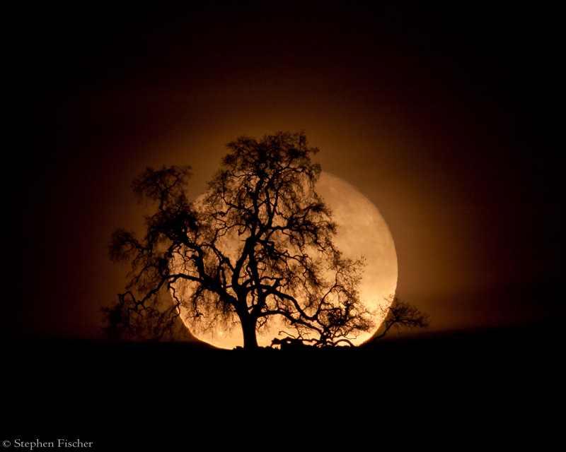 Golden moon, golden oak
