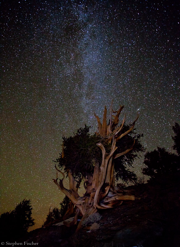 Tree of the millenniums