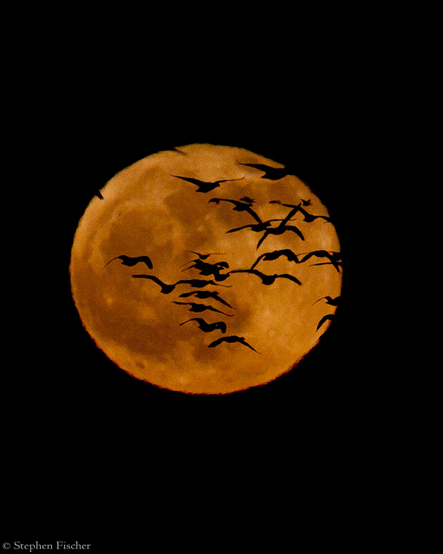 Geese and moon