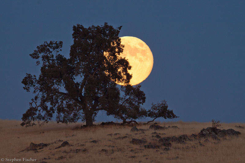 Blue Moon