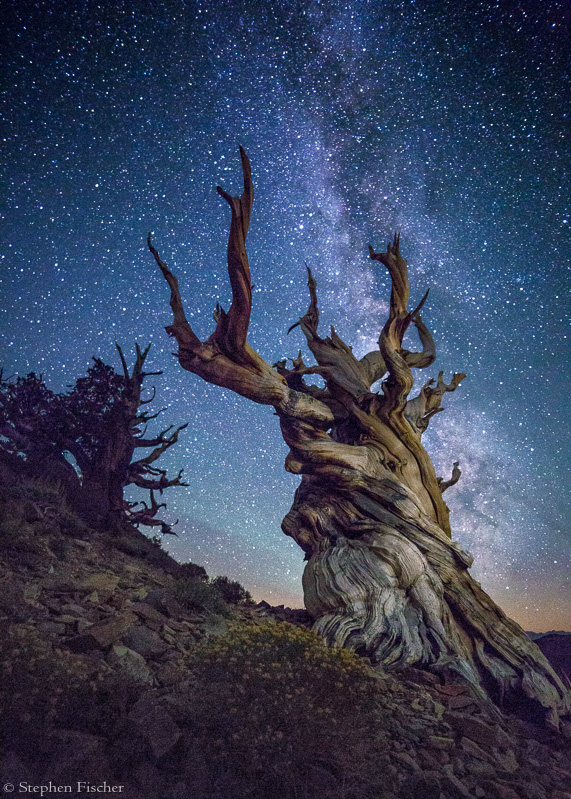 Tree of ages