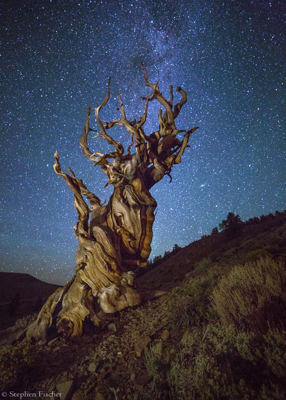 Tree of the night