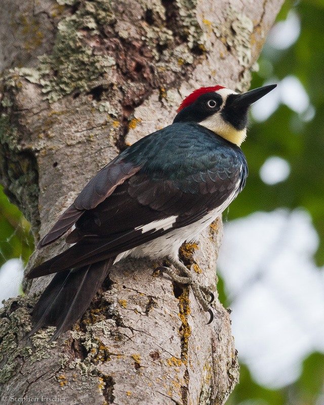 Acorn Woodpecker