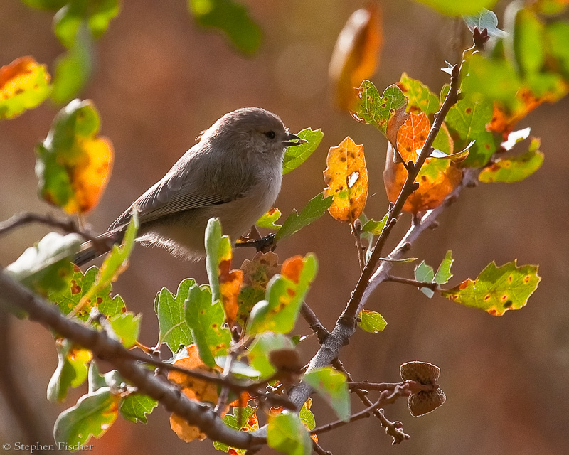 Bushtit feeding
