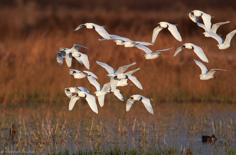 Morning Egret fly-by