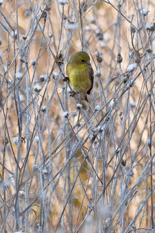 Goldfinch and the thistle