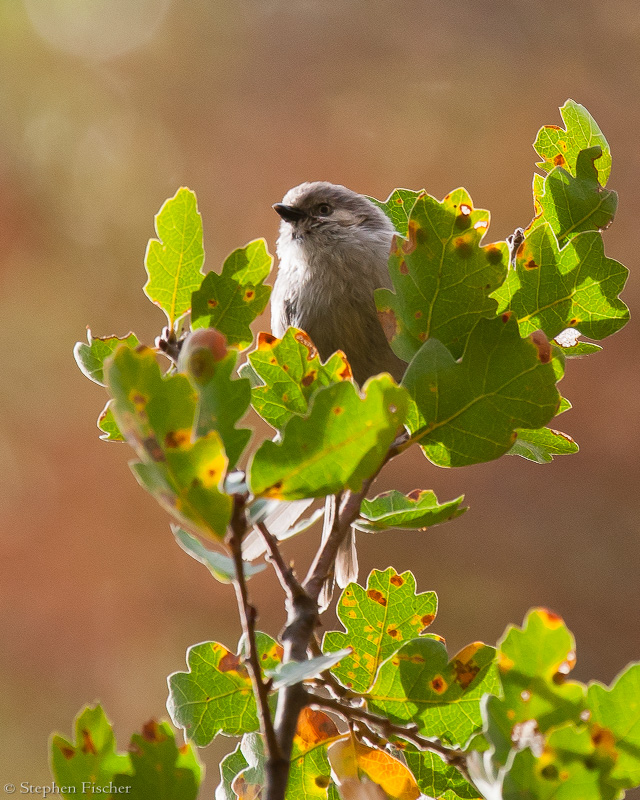 Bushtit among the oak leaves