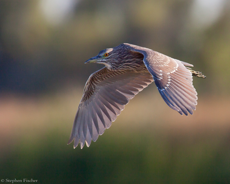 Flight of the Night Heron