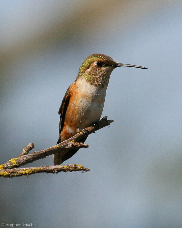 Rufous Hummingbird