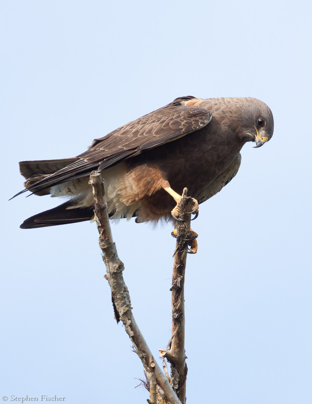 Swainson's hawk