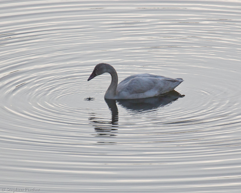 Tundra Swan ripples