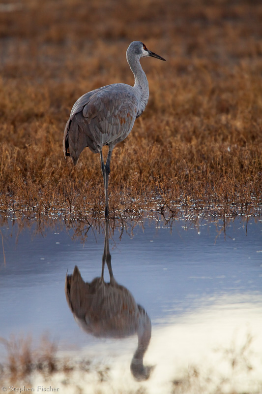 Sandhill Crane reflection