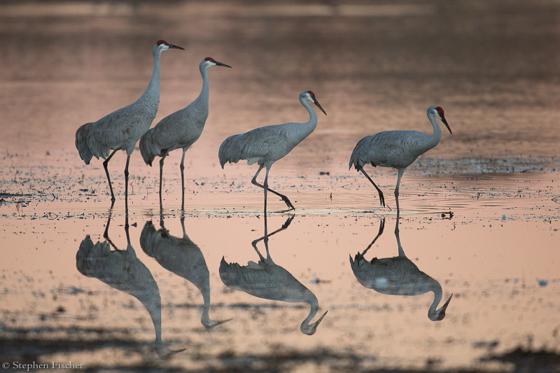 Crane family
