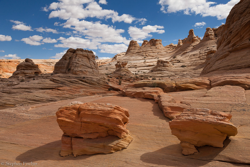 Remains from the Cretaceous era