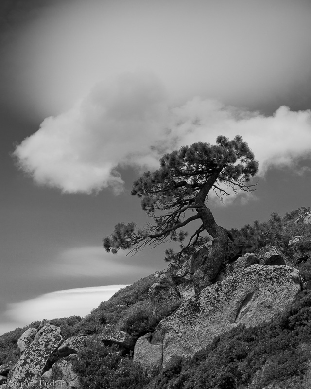 Bonsai black & white