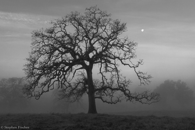 Solitude