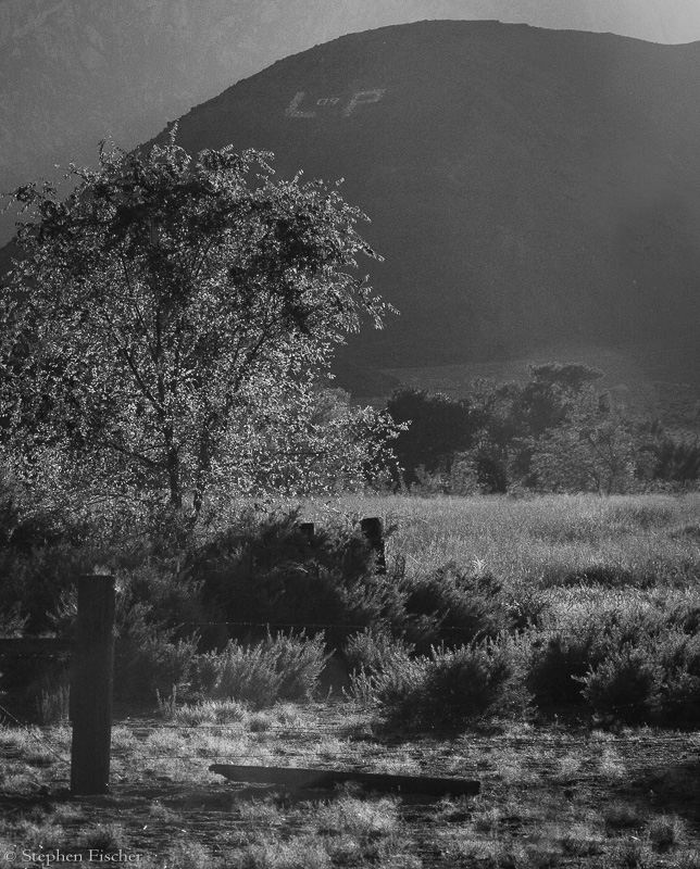 Lone Pine meadow
