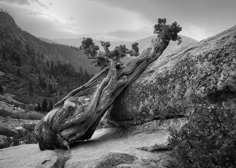 Sleeping cedar