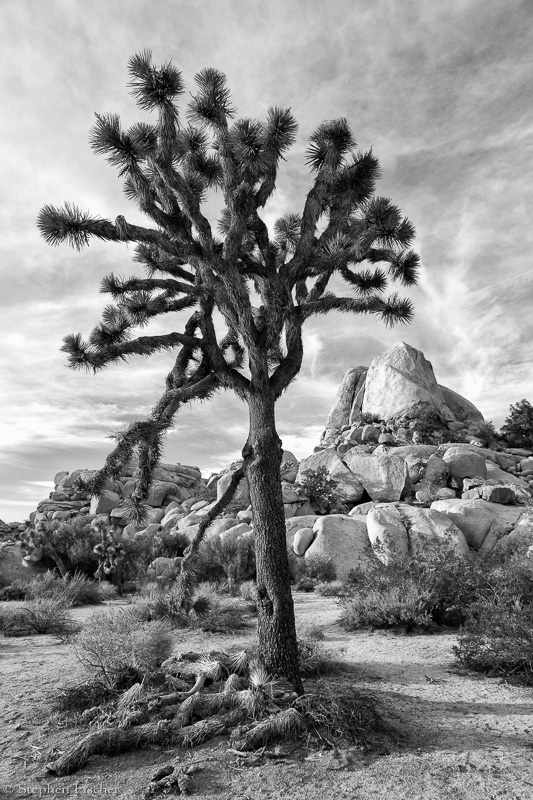 Monochromatic Josha Tree