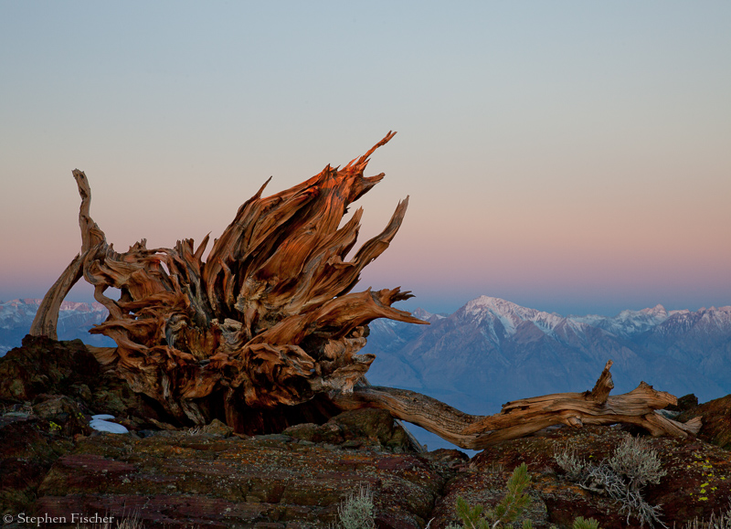 White mountains dawn