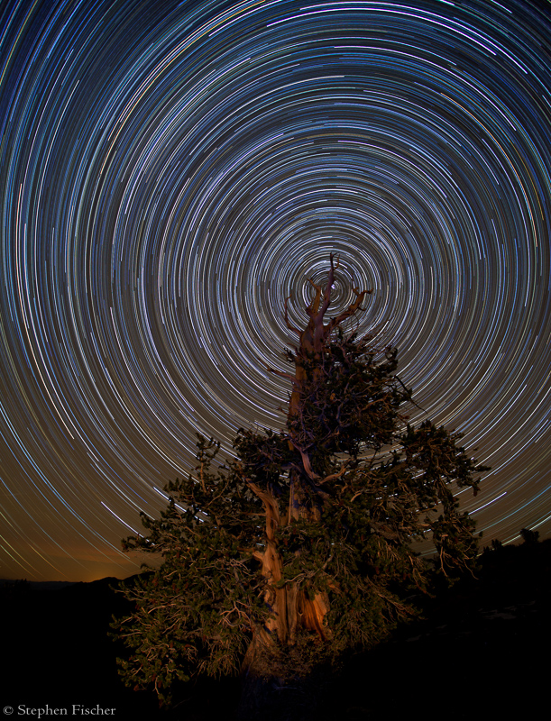 Bristlecone vortex
