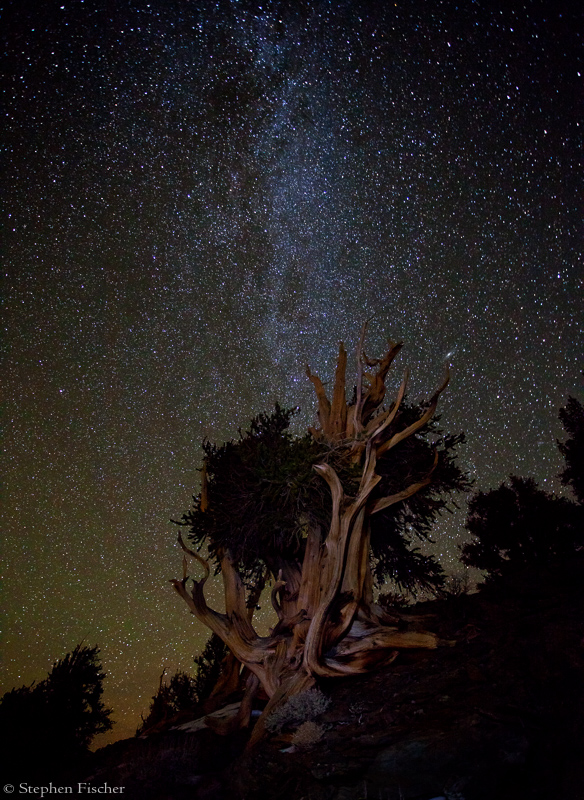 Tree of the millenniums