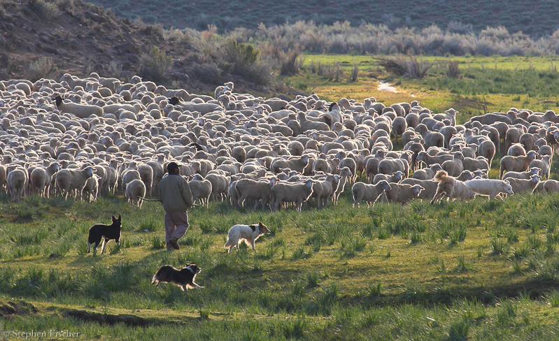 Sheep dogs at sunset