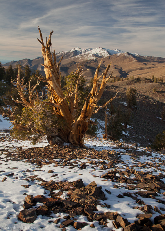 White mountain bristlecones