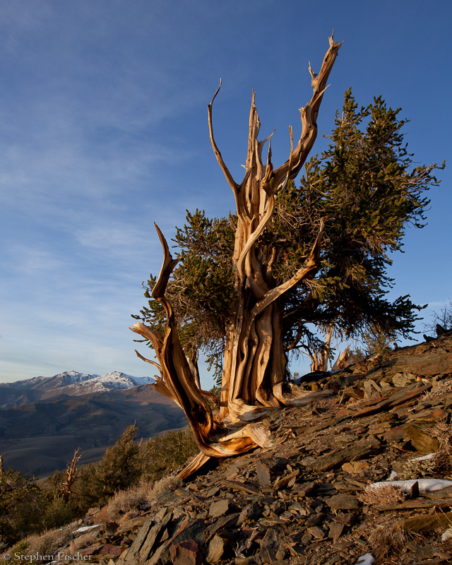 Majestic Bristlecone