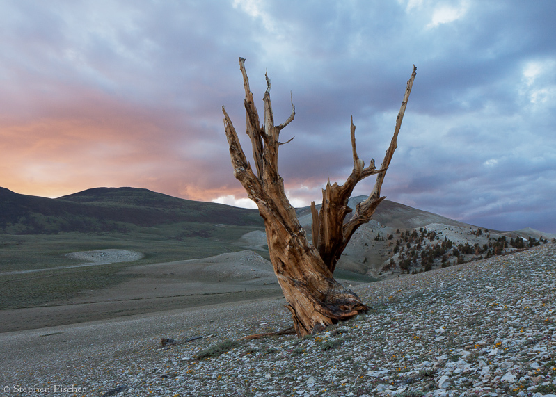 Lone Bristlecone