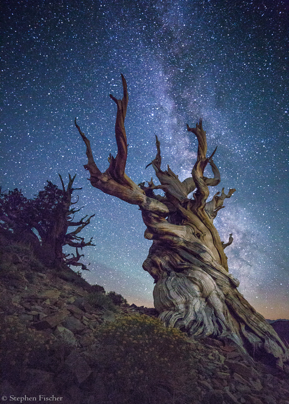 Tree of ages