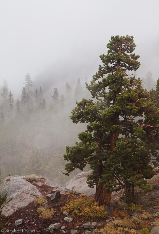 Cedars in the rain