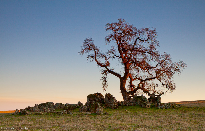 Sunset oak afterglow