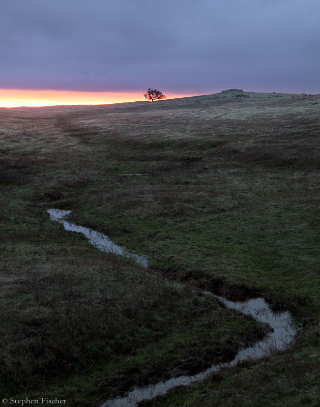 Oak and the stream