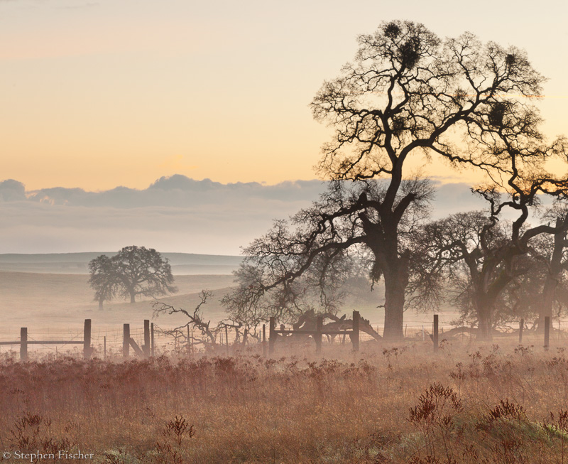 Oak ranchland