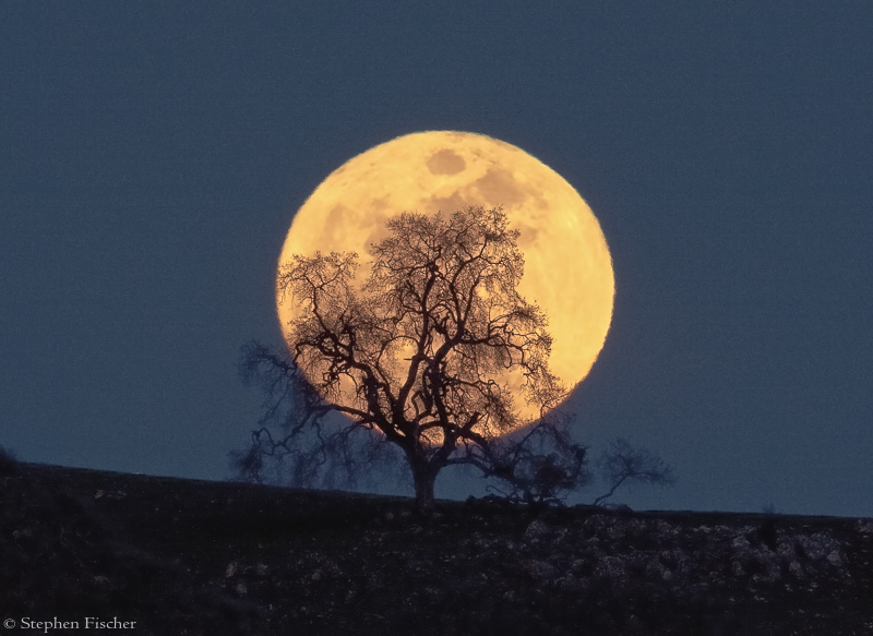 Oak moon silhouette