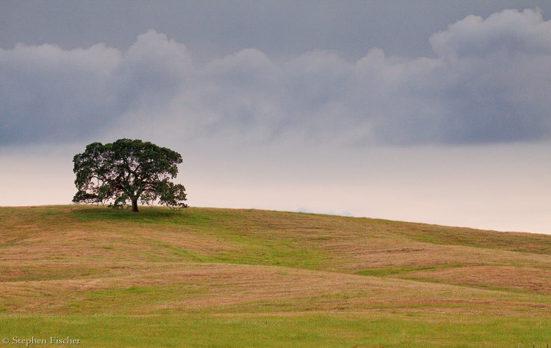 Oak pastel colors