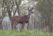 Effie Yeaw deer