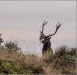 Elk of the Lost Coast