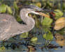 Great blue heron catching a crawdad